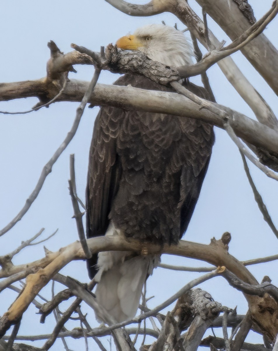 Pigargo Americano - ML644591241