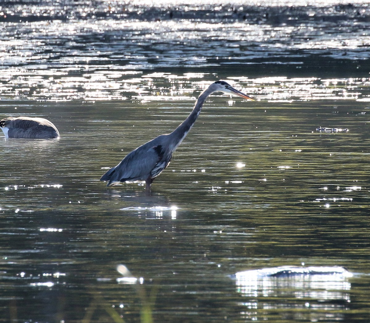 Amerika Gri Balıkçılı - ML644591245