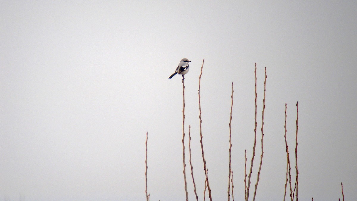 Сорокопуд сірий - ML644591246