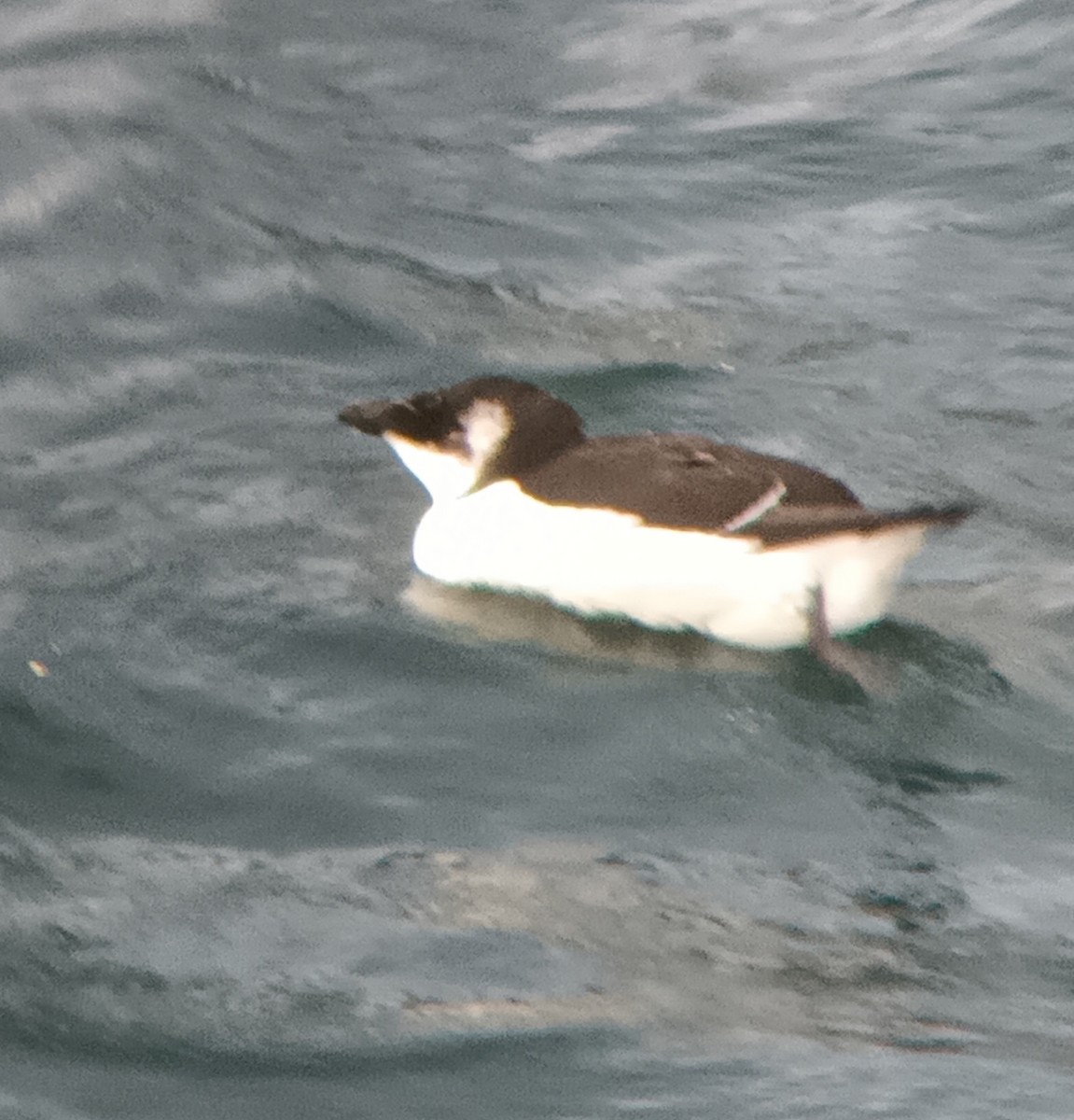 Razorbill - ML644591249