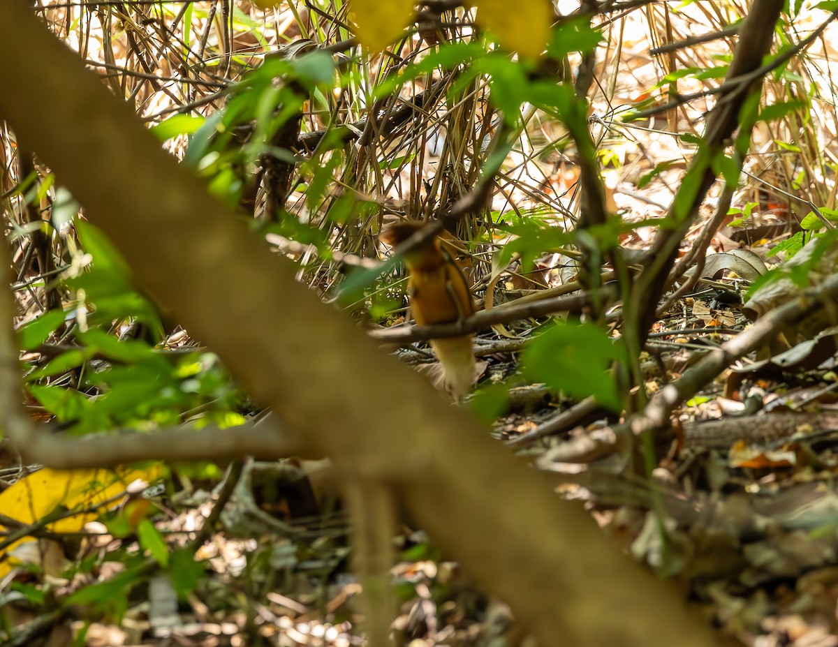 Buff-breasted Wren - ML644591251