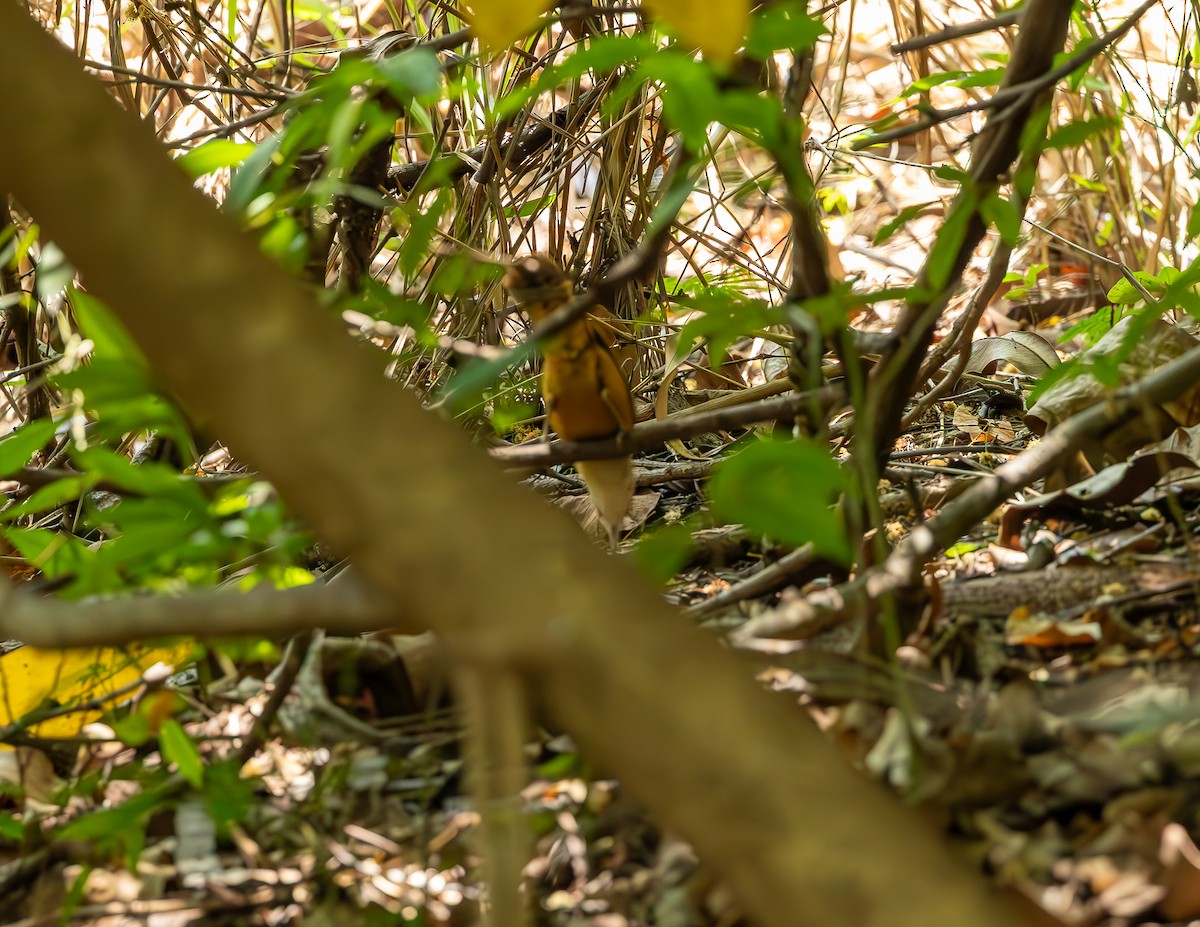 Buff-breasted Wren - ML644591252