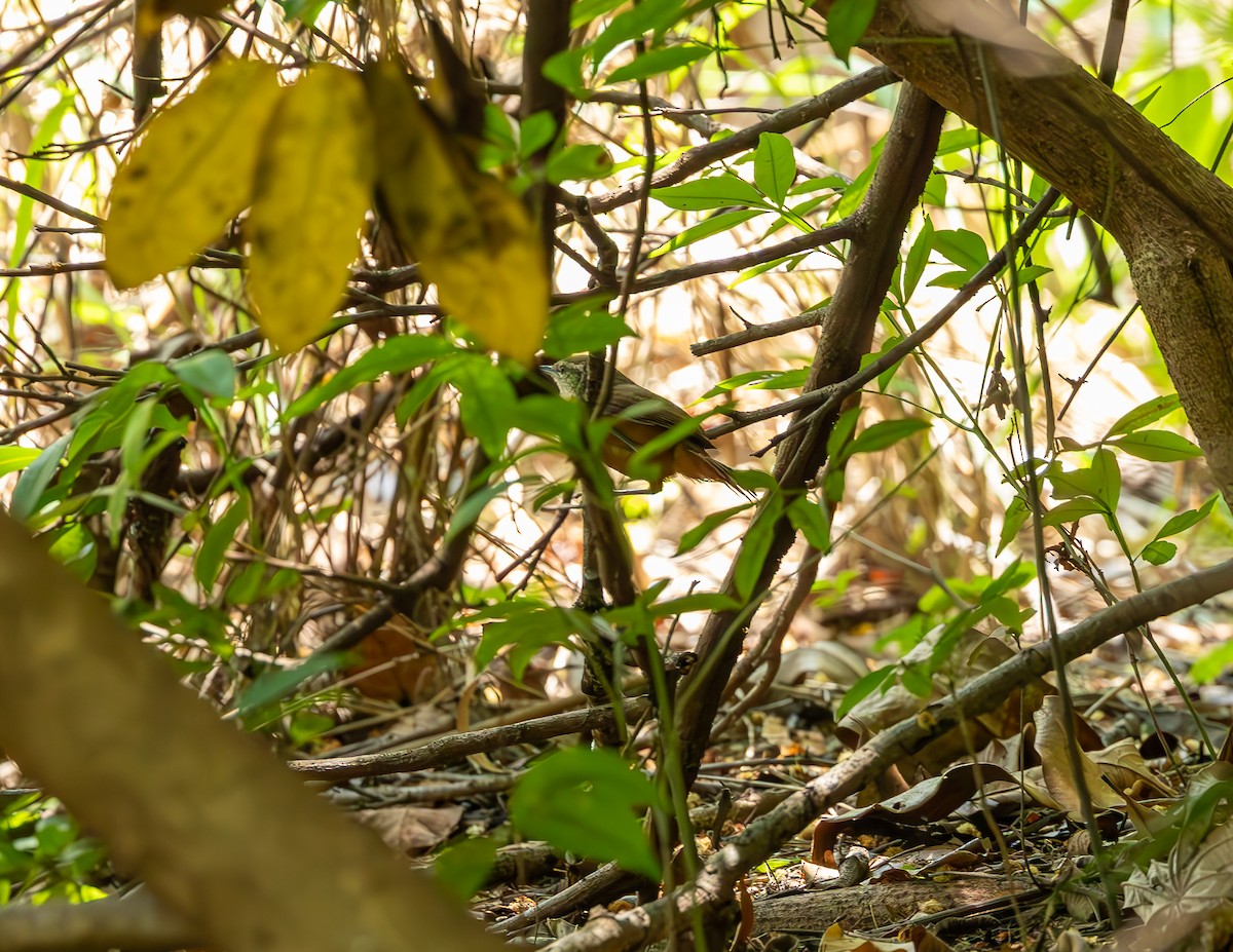 Buff-breasted Wren - ML644591253