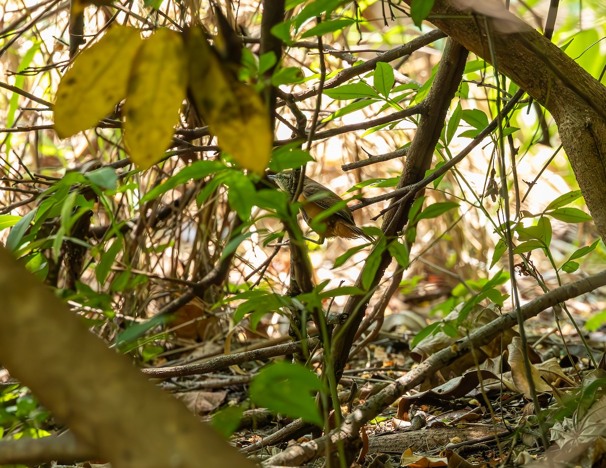 Buff-breasted Wren - ML644591254