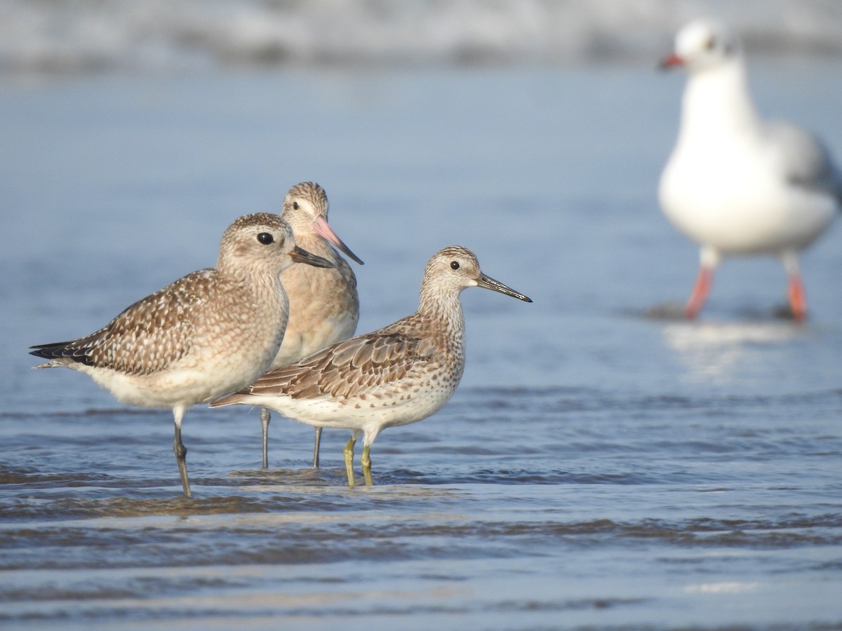 Great Knot - ML644591264