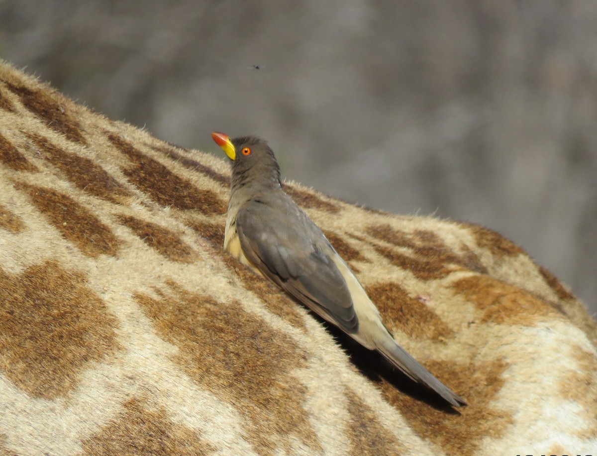 Yellow-billed Oxpecker - ML644591266