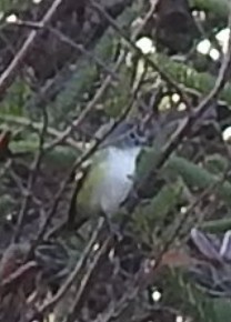 Blue-headed Vireo - ML644591270