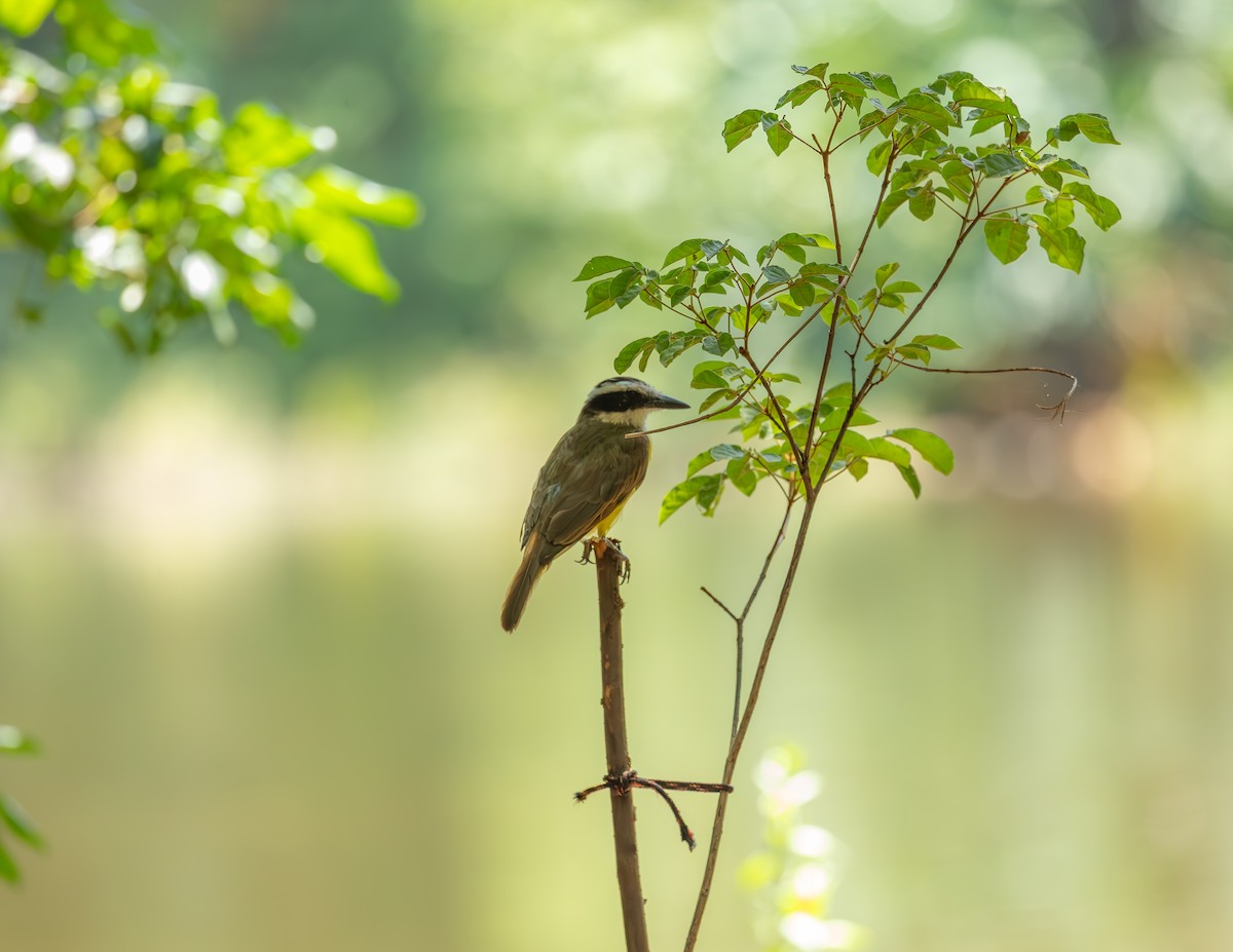 storkiskadi - ML644591272