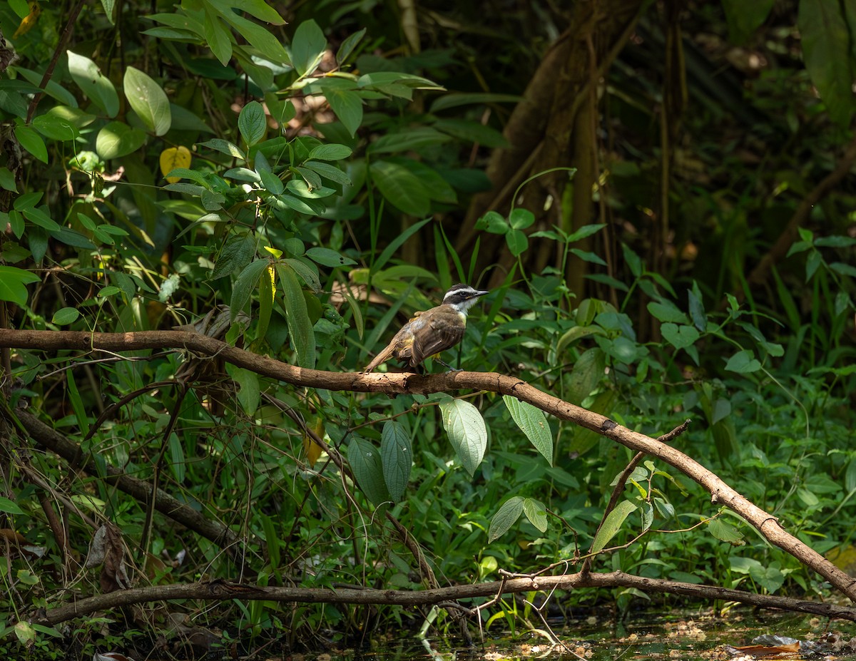 storkiskadi - ML644591273