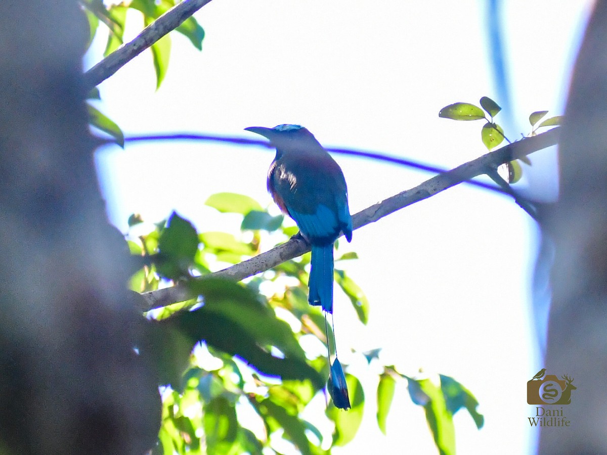 Turquoise-browed Motmot - ML644591283