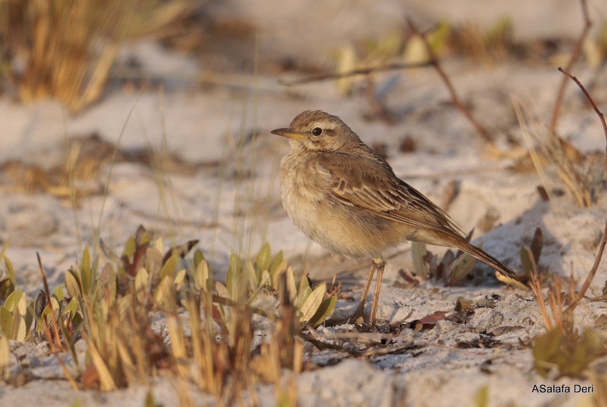 Buffy Pipit - ML644591289