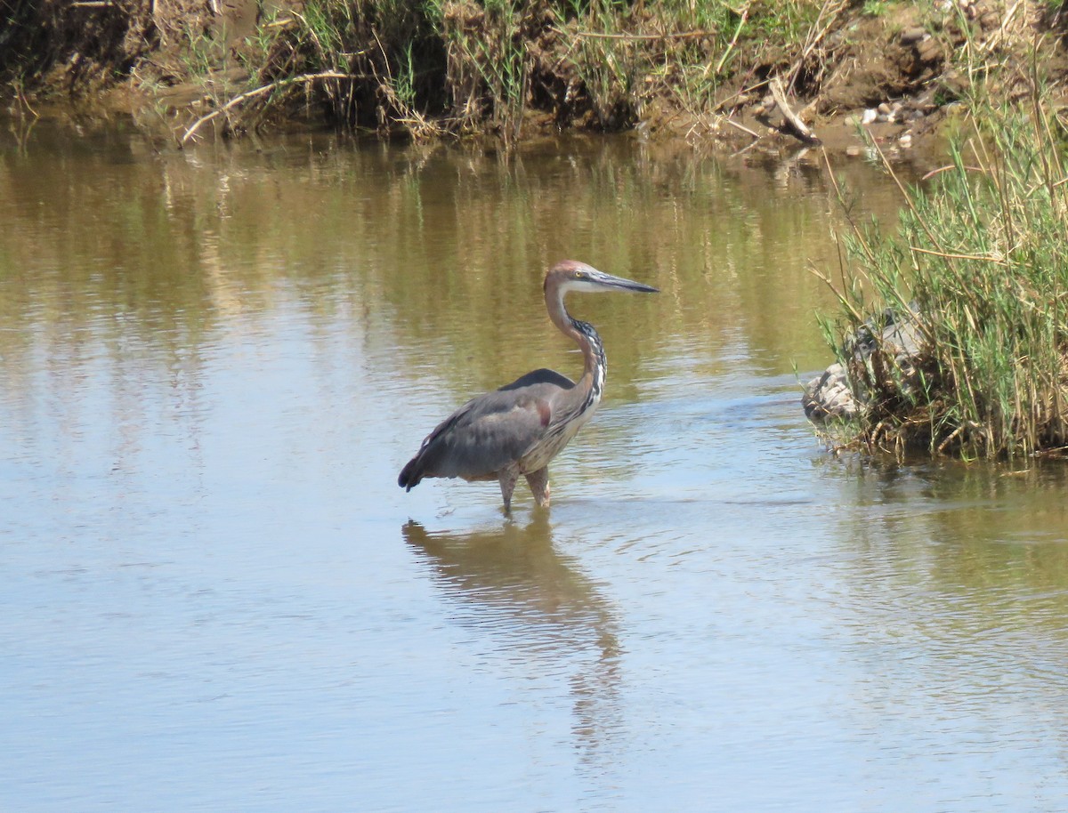 Héron goliath - ML644591290