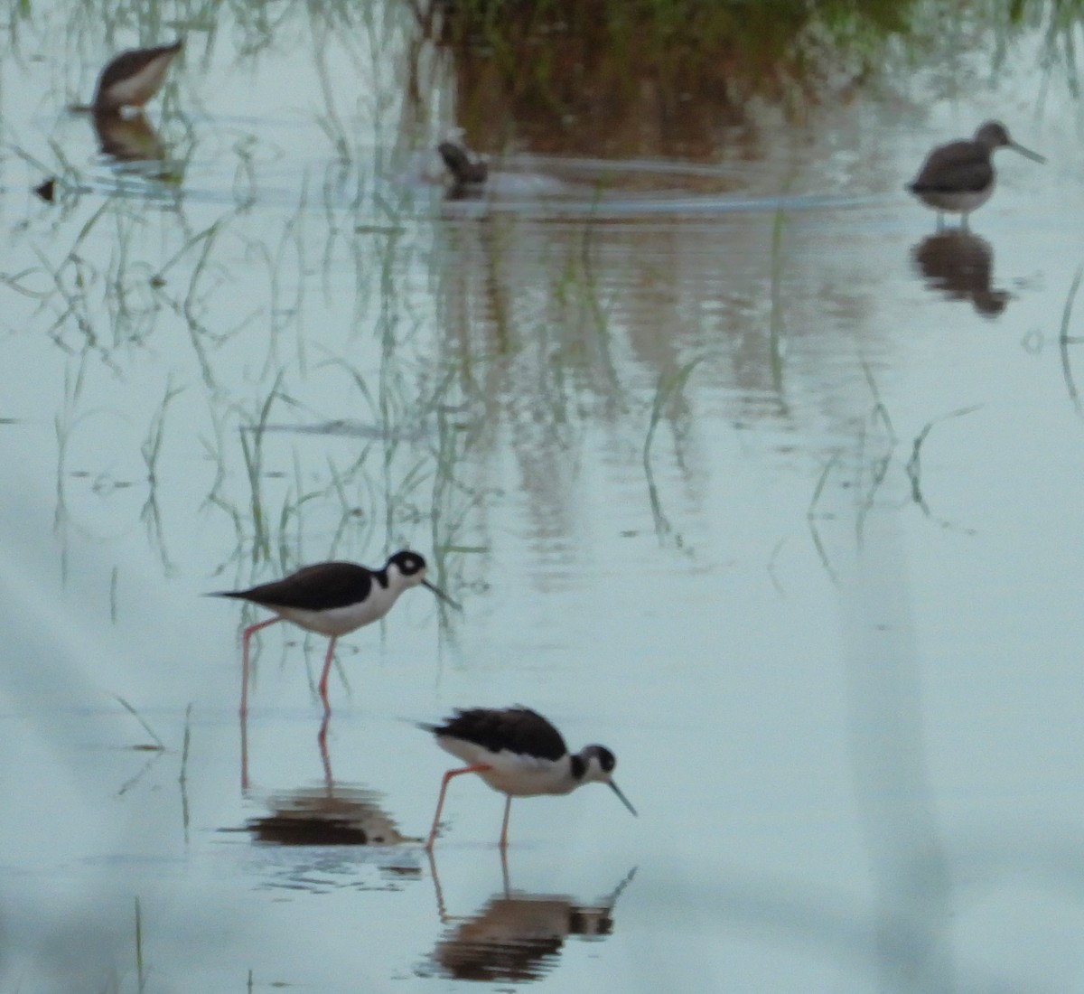 Black-necked Stilt - ML644591293