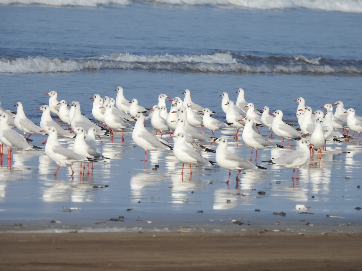 Brown-headed Gull - ML644591310