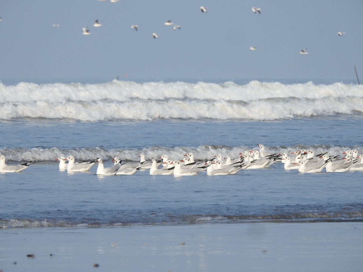 Brown-headed Gull - ML644591311