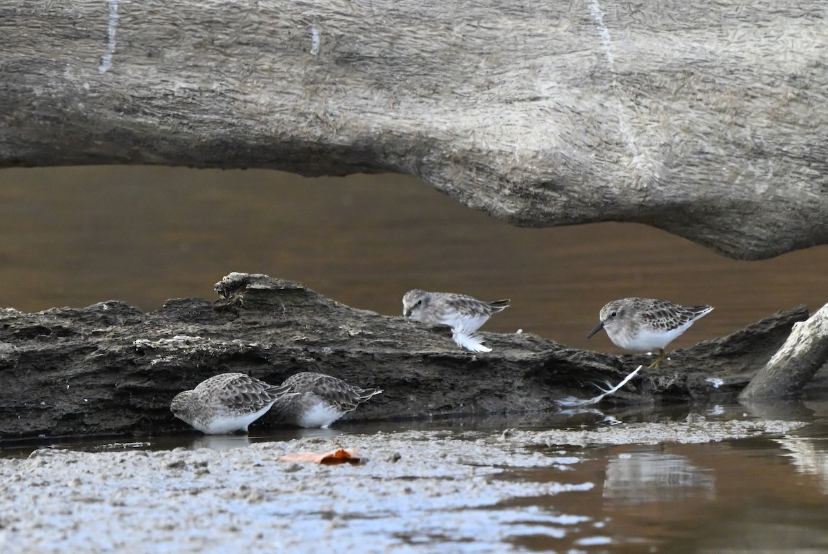 Least Sandpiper - ML644591312