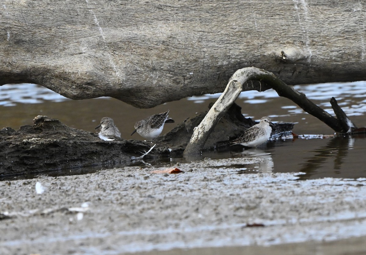 Least Sandpiper - ML644591313