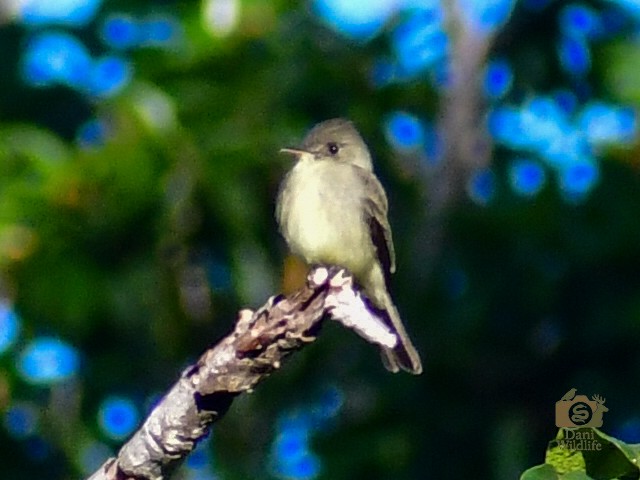 Hellbauch-Schnäppertyrann - ML644591325