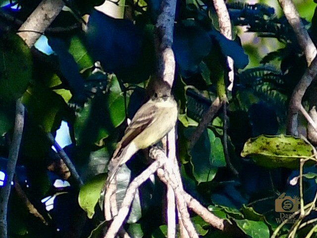 Hellbauch-Schnäppertyrann - ML644591326