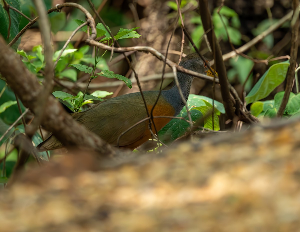 Gray-cowled Wood-Rail - ML644591327