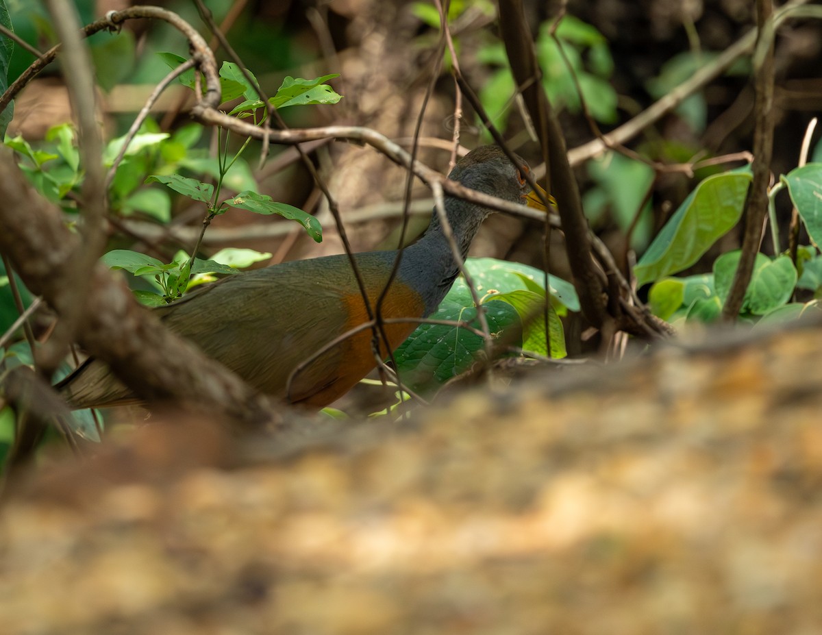 Gray-cowled Wood-Rail - ML644591328