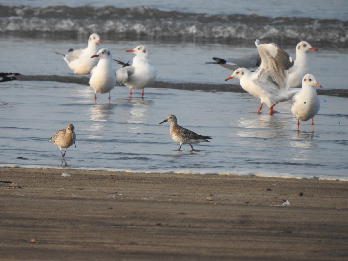 Black-headed Gull - ML644591335