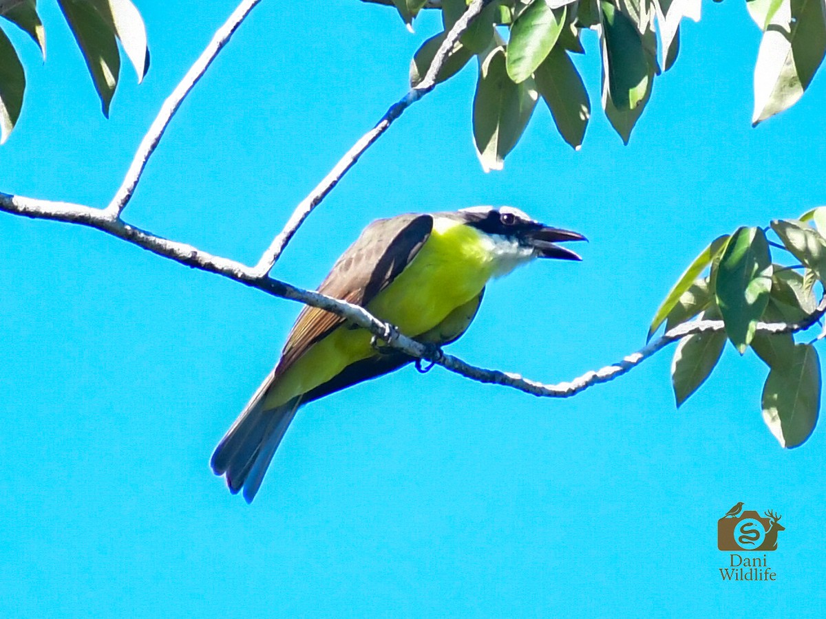 Boat-billed Flycatcher - ML644591336