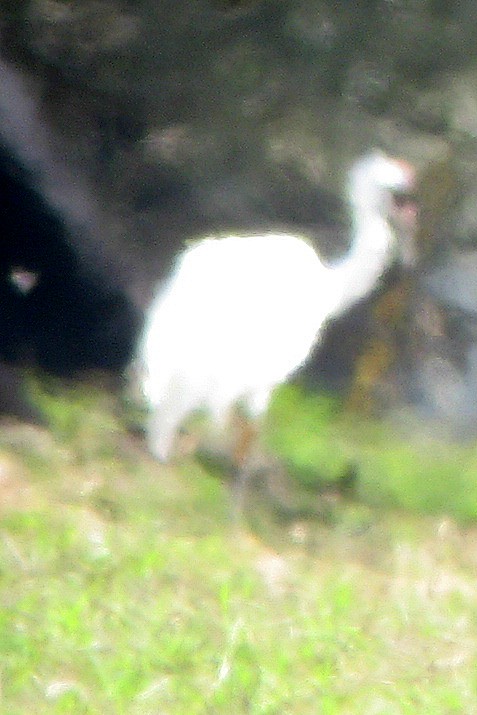 Журавель американський - ML644591344