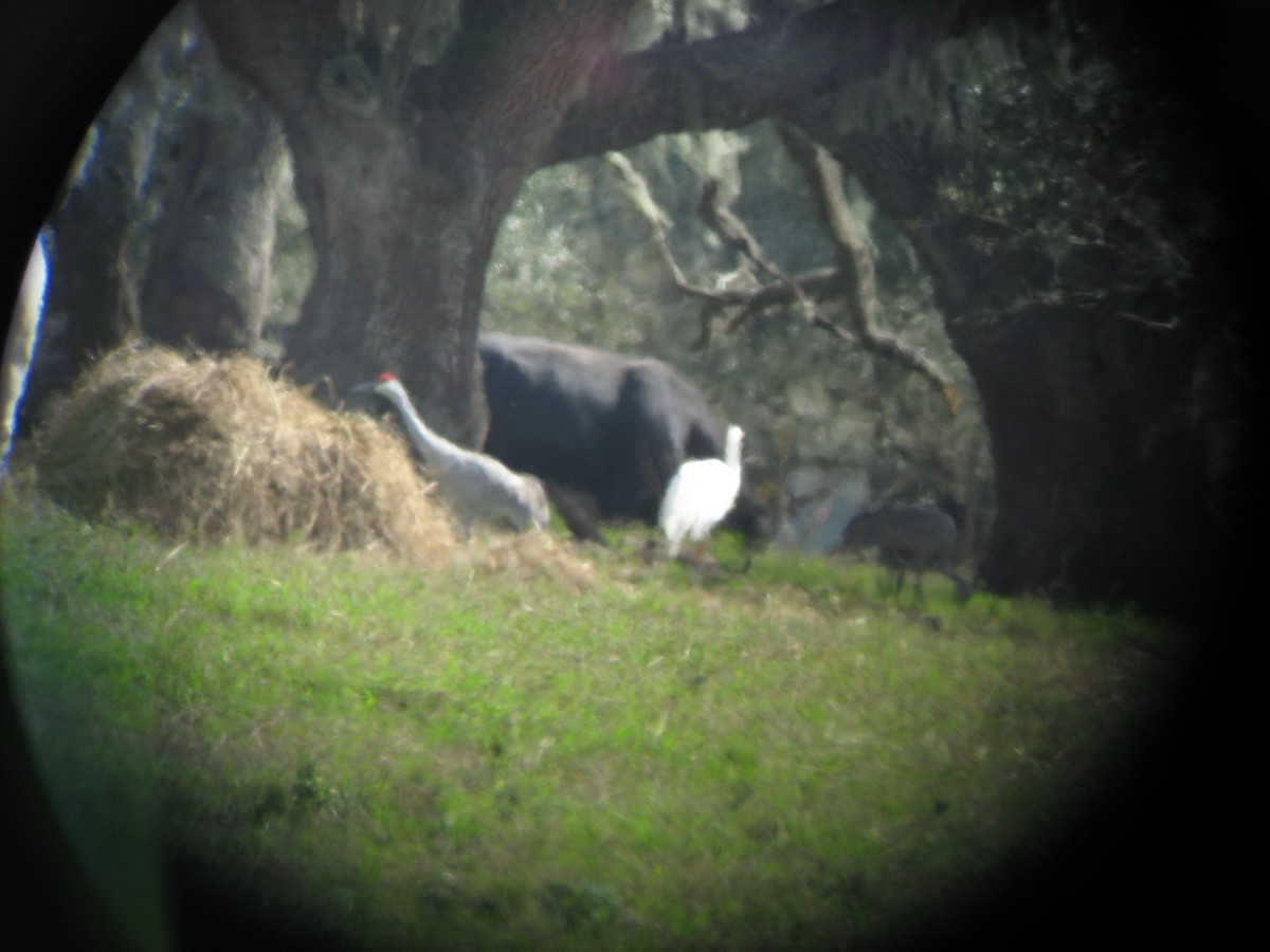 Журавель американський - ML644591346