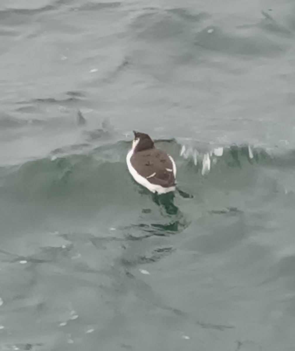 Razorbill - ML644591352