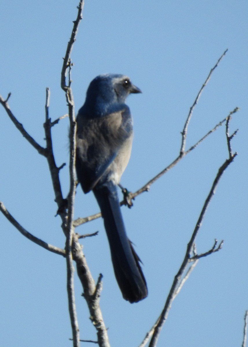 Florida Scrub-Jay - ML644591364