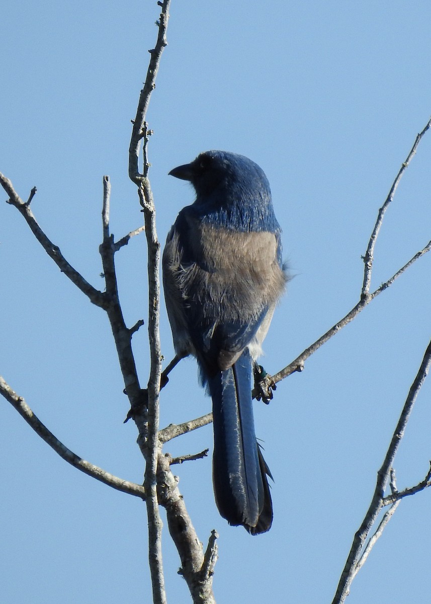 Florida Scrub-Jay - ML644591365