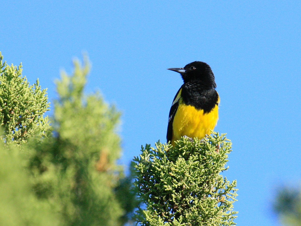 Scott's Oriole - ML644591366
