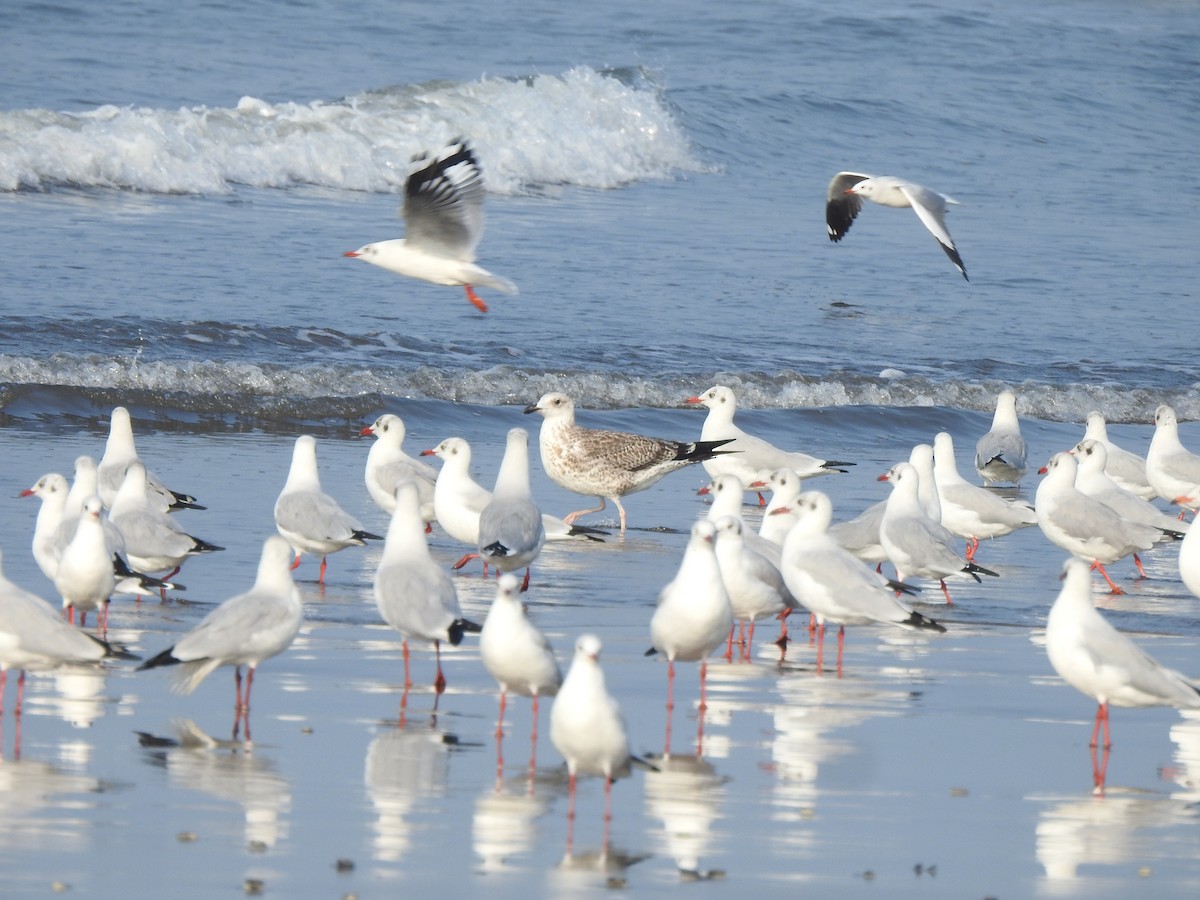 Lesser Black-backed Gull - ML644591379