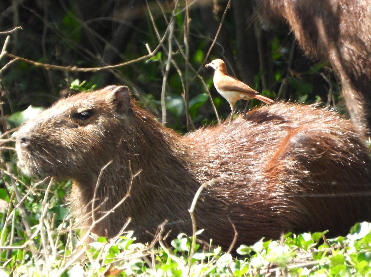 Rosttöpfer - ML644591382