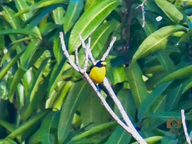Yellow-throated Euphonia - ML644591383