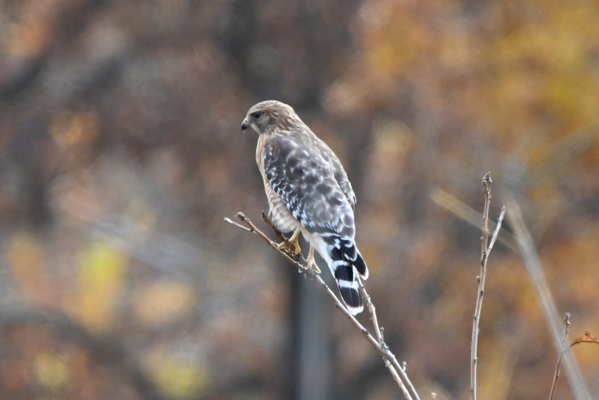 Red-shouldered Hawk - ML644591384