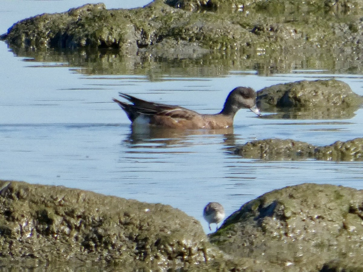 Свищ американський - ML644591389