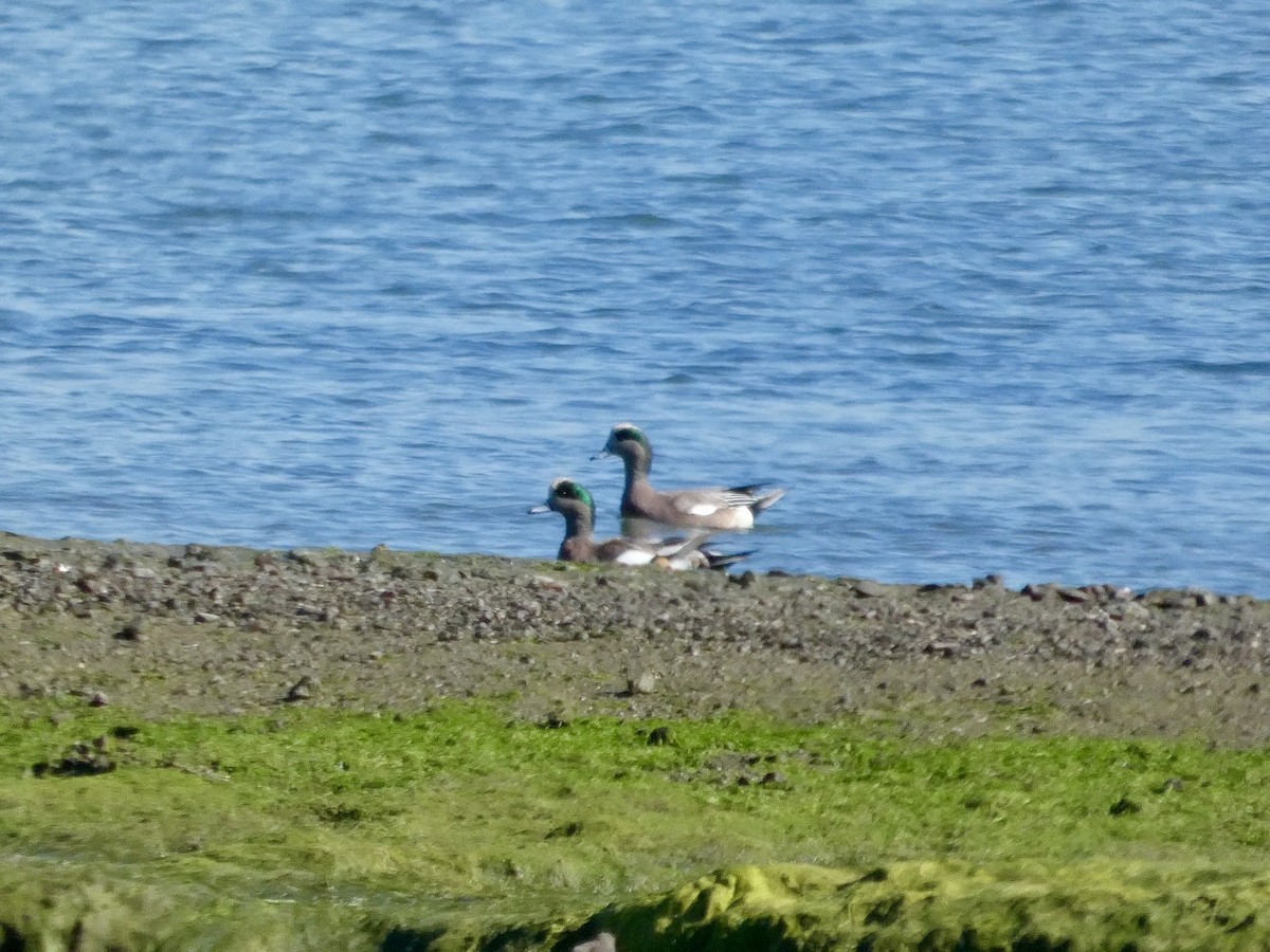 Свищ американський - ML644591390