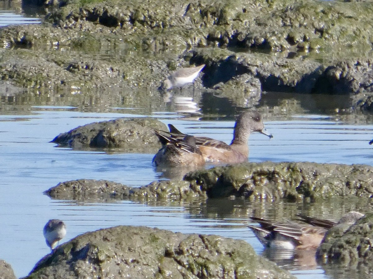 Свищ американський - ML644591391