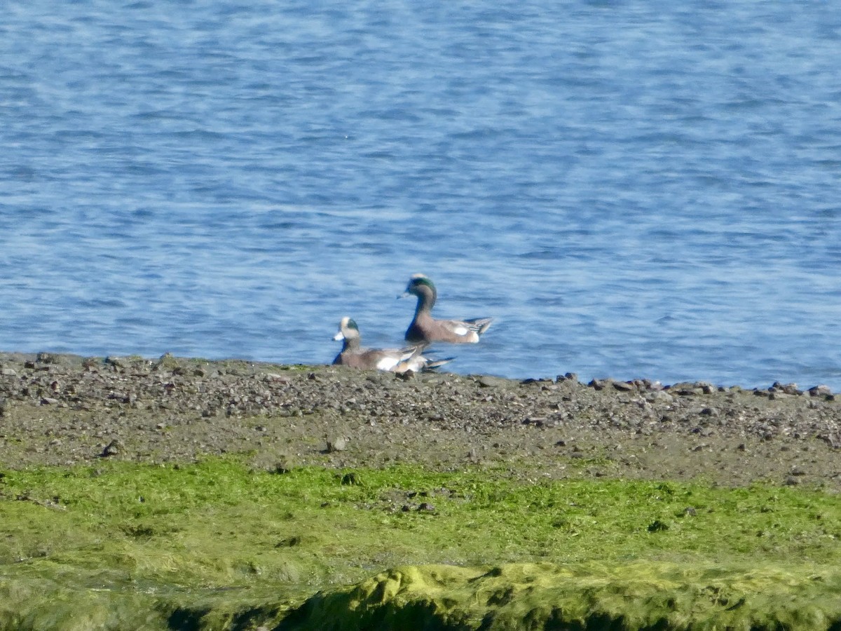 Свищ американський - ML644591392