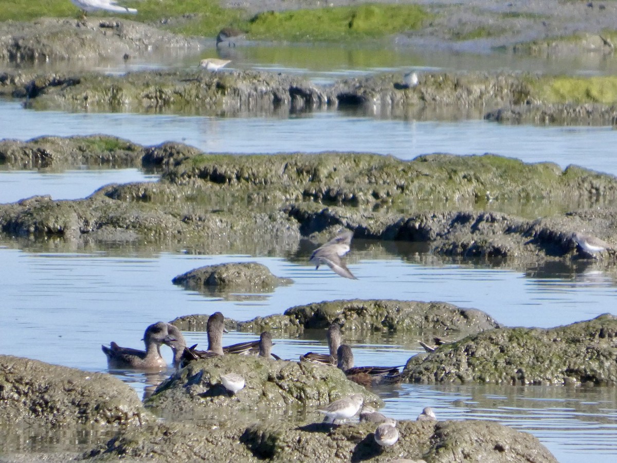 Свищ американський - ML644591393