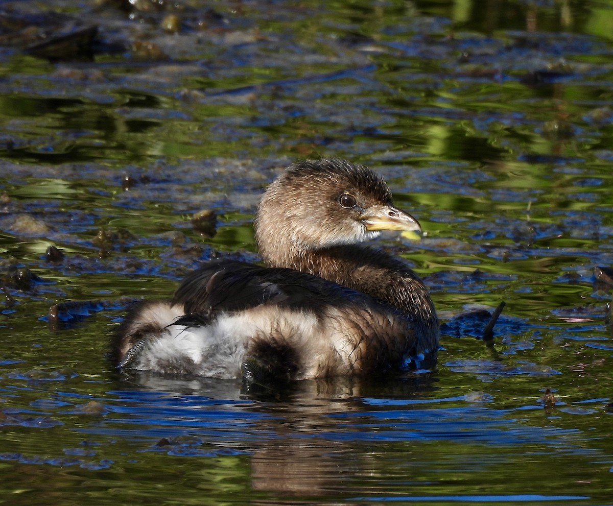 Kalın Gagalı Batağan - ML644591400