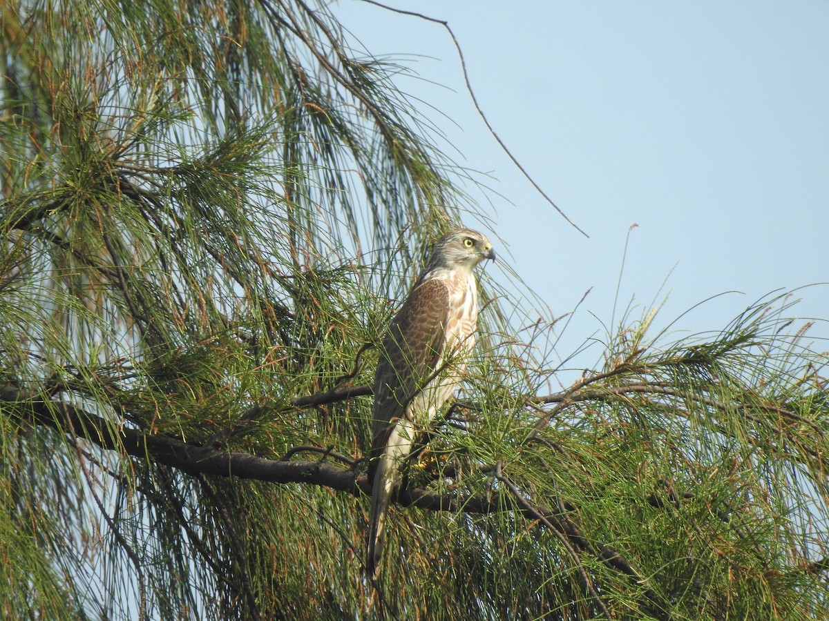 Shikra - ML644591401