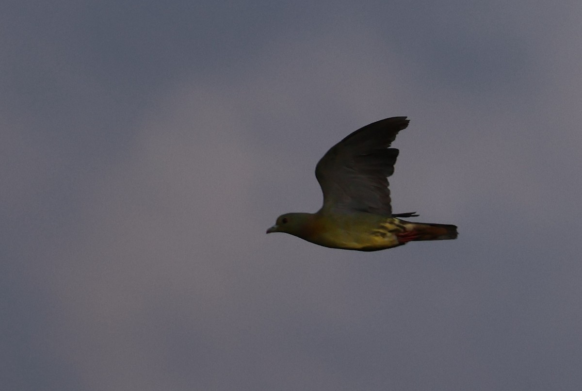 橙胸綠鳩 - ML644591404