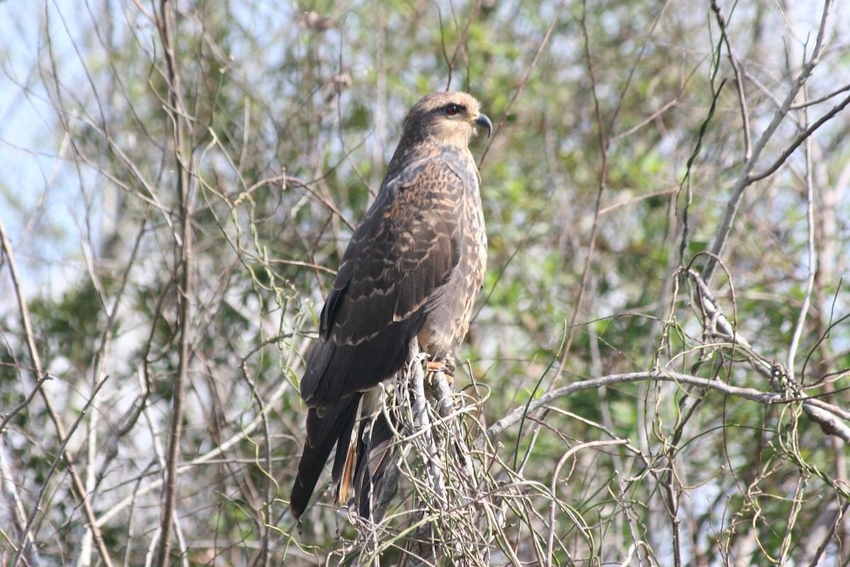 Шуліка-слимакоїд червоноокий - ML644591406