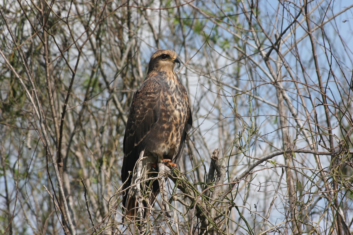 Шуліка-слимакоїд червоноокий - ML644591407
