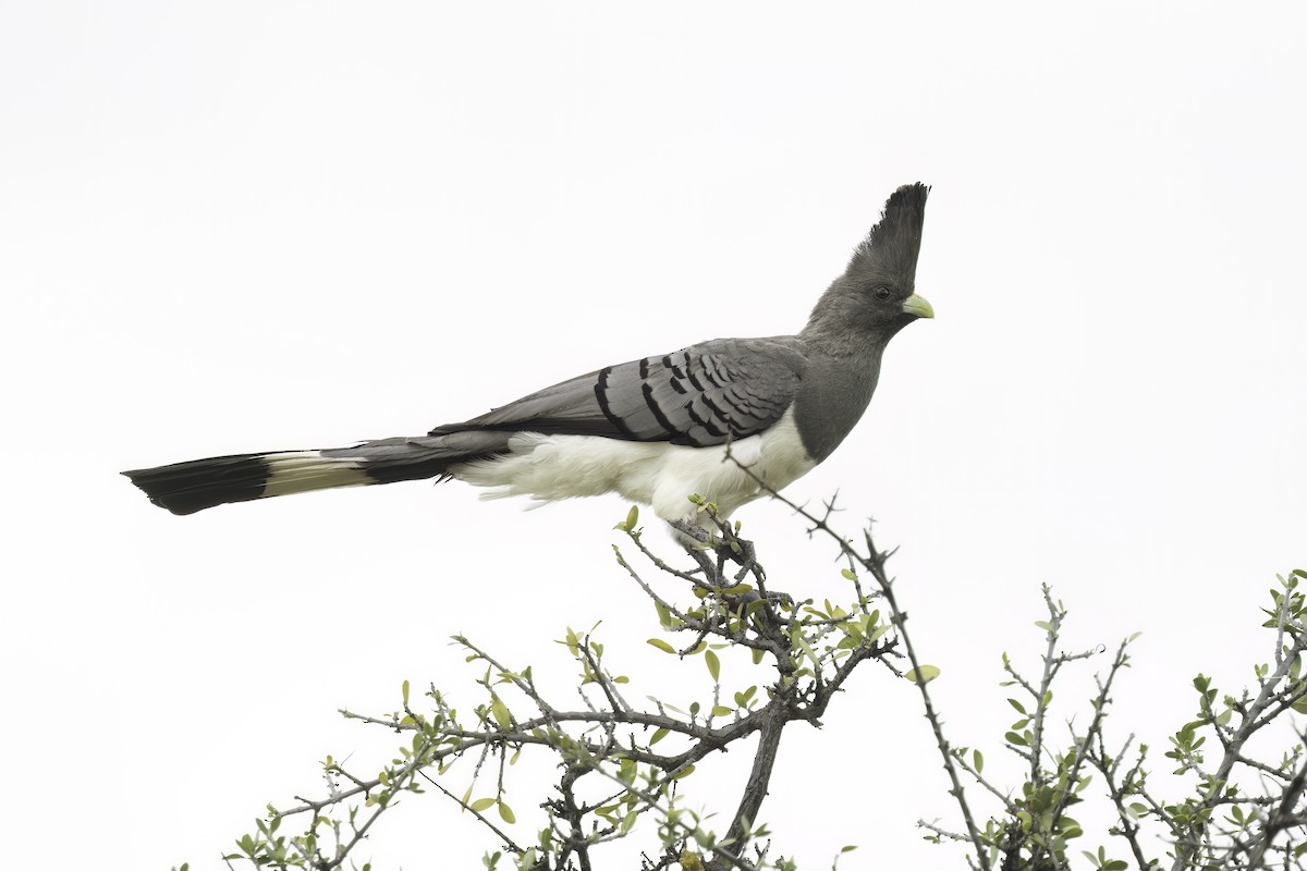 White-bellied Go-away-bird - ML644591412