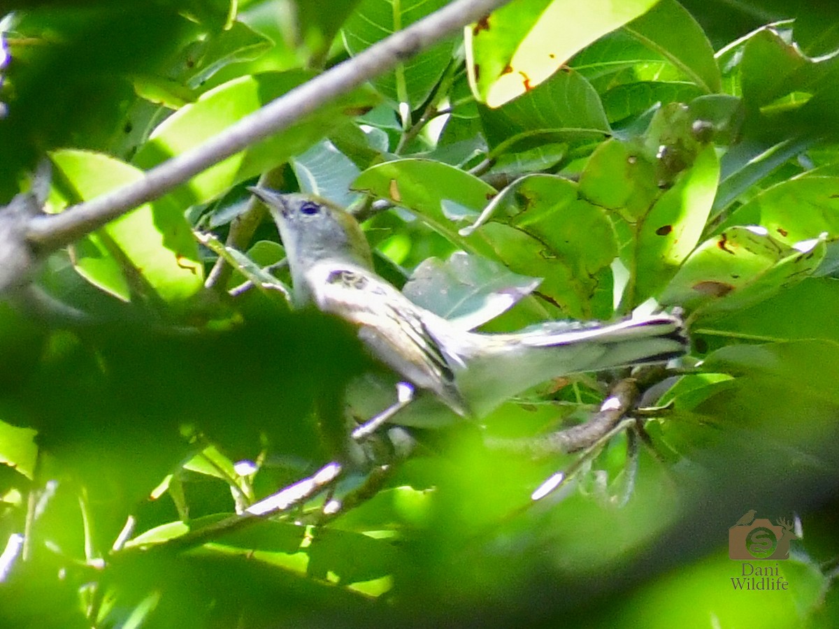 Chestnut-sided Warbler - ML644591415