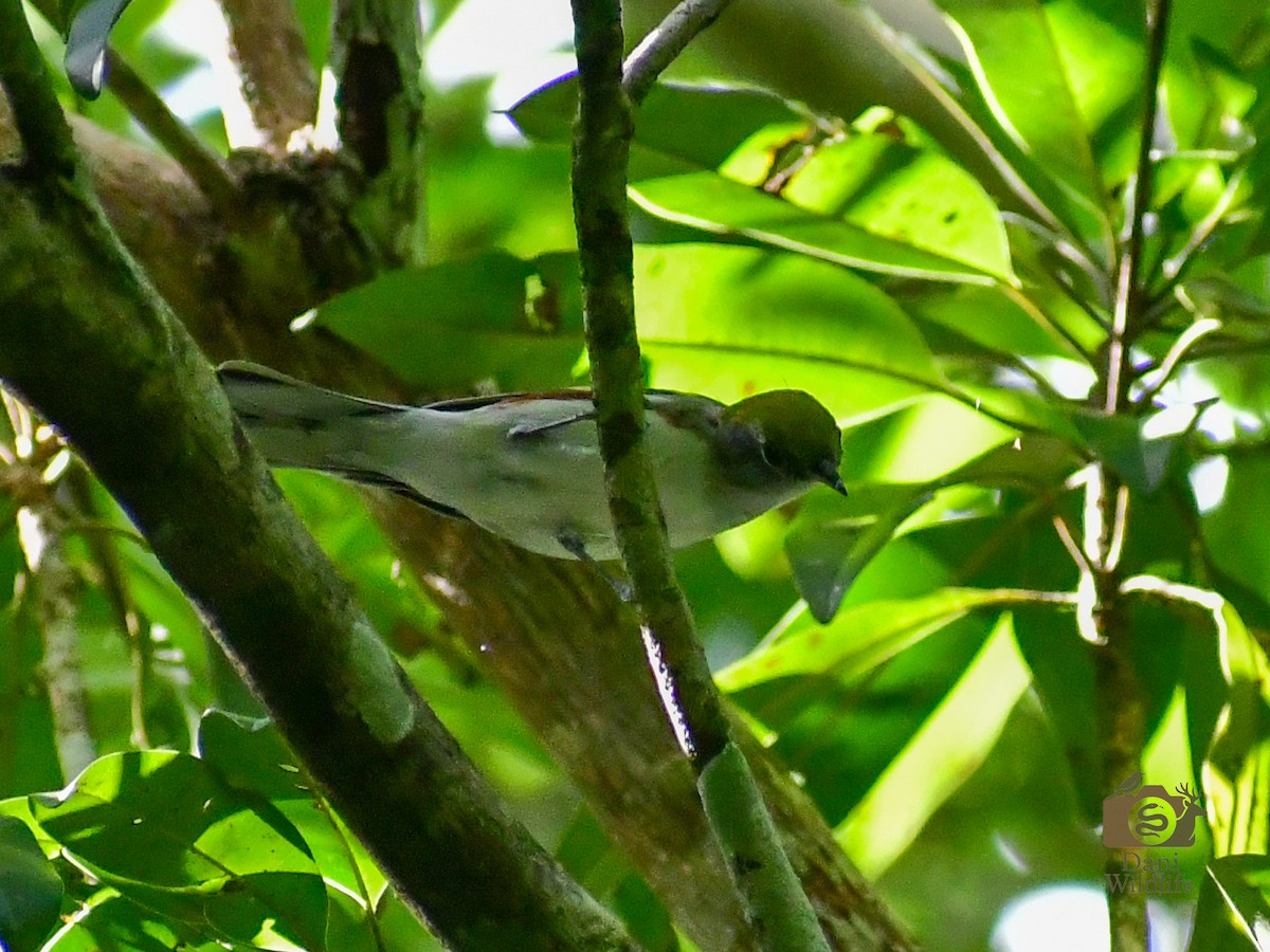 Chestnut-sided Warbler - ML644591416